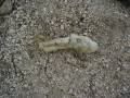 Rabbits Foot