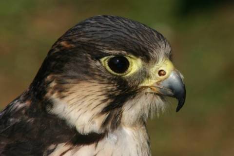 Peregrine Falcon